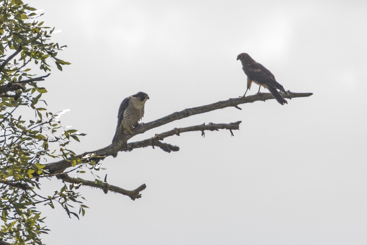 Peregrine Falcon - ML117468311