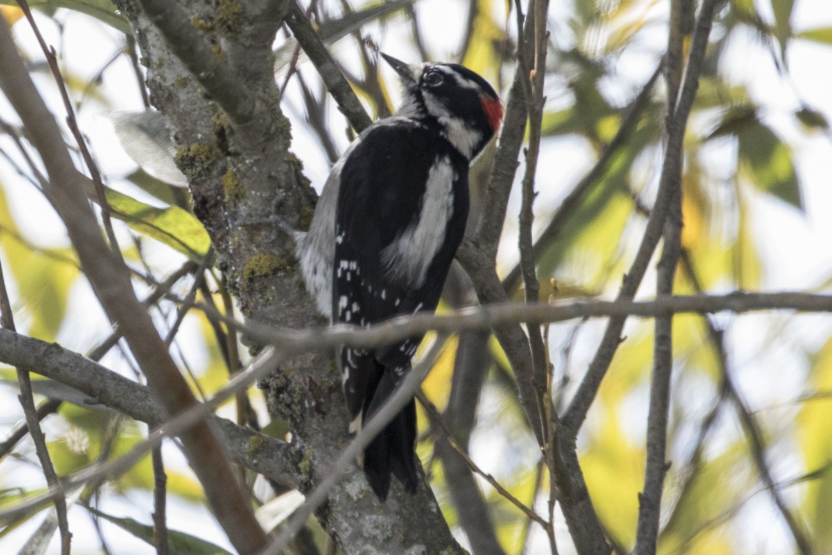 Downy Woodpecker (Pacific) - Robert Lockett