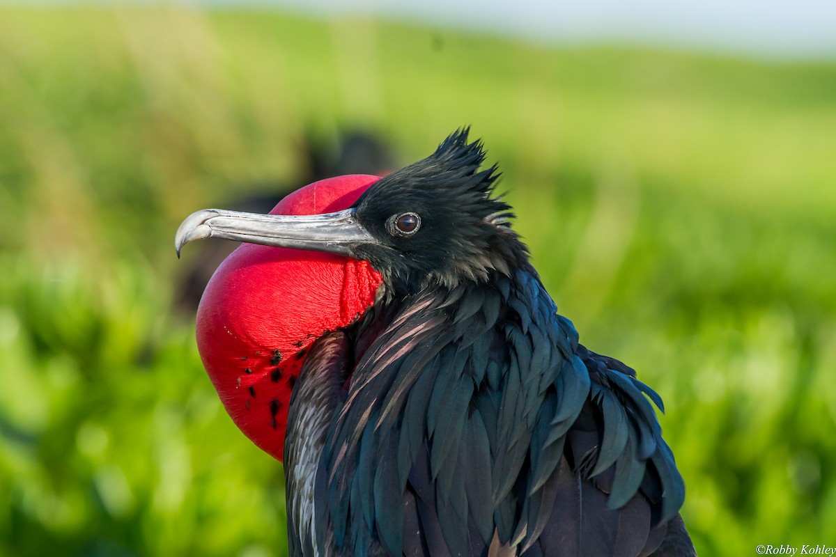 Great Frigatebird - ML117471821