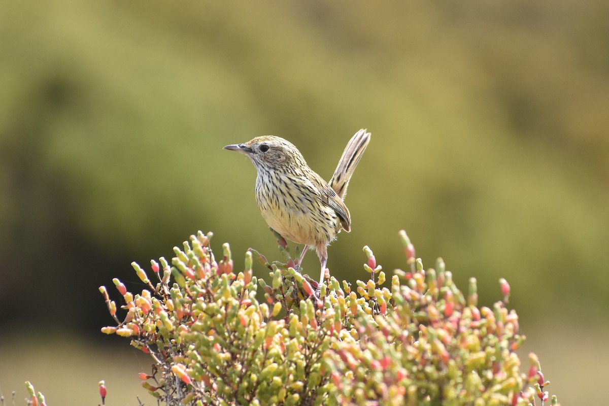 Striated Fieldwren - ML117473281