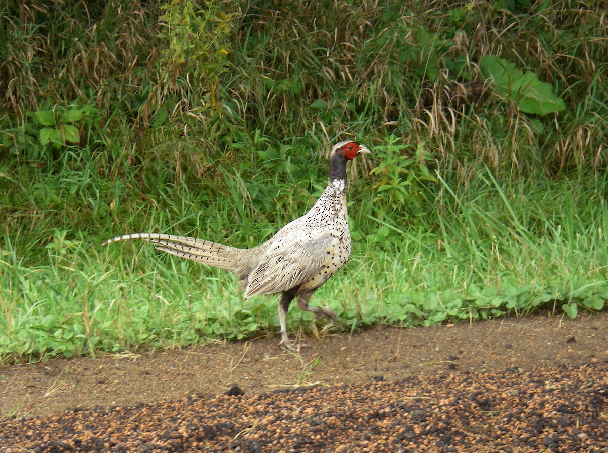 Ring-necked Pheasant - ML117474011