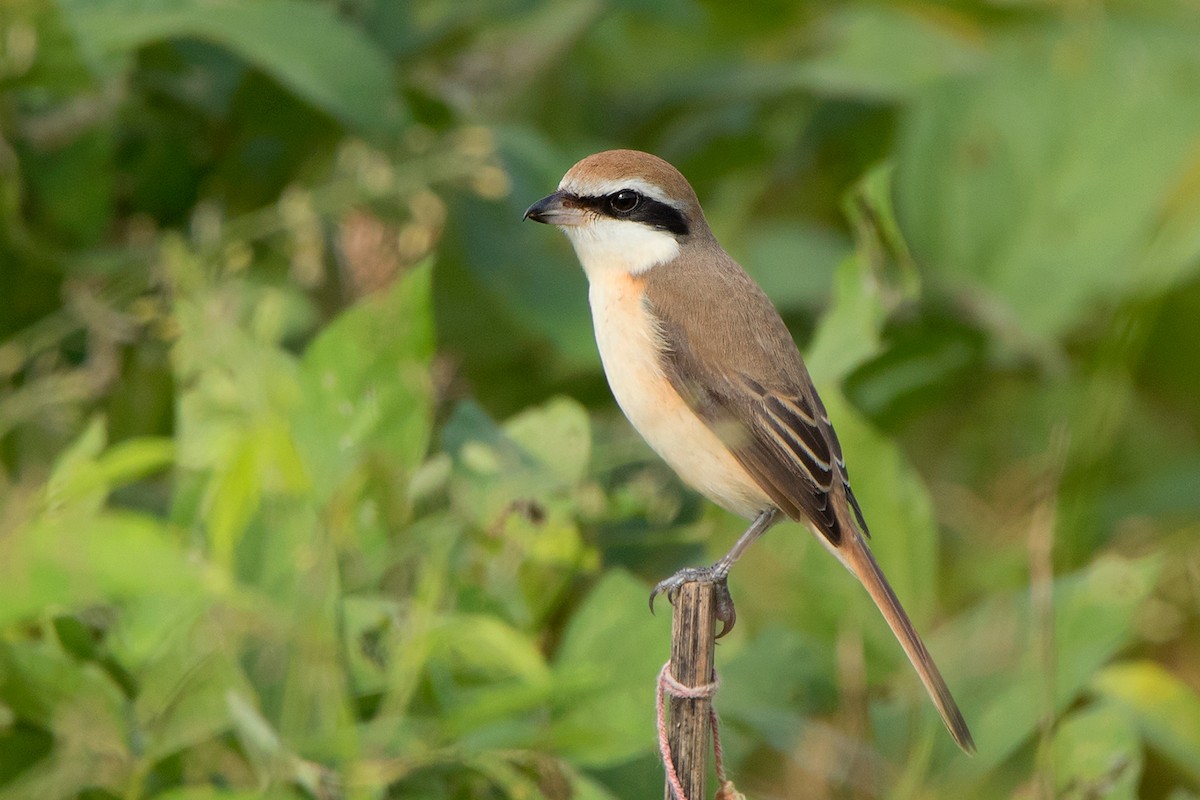 Brown Shrike (Brown) - Ayuwat Jearwattanakanok