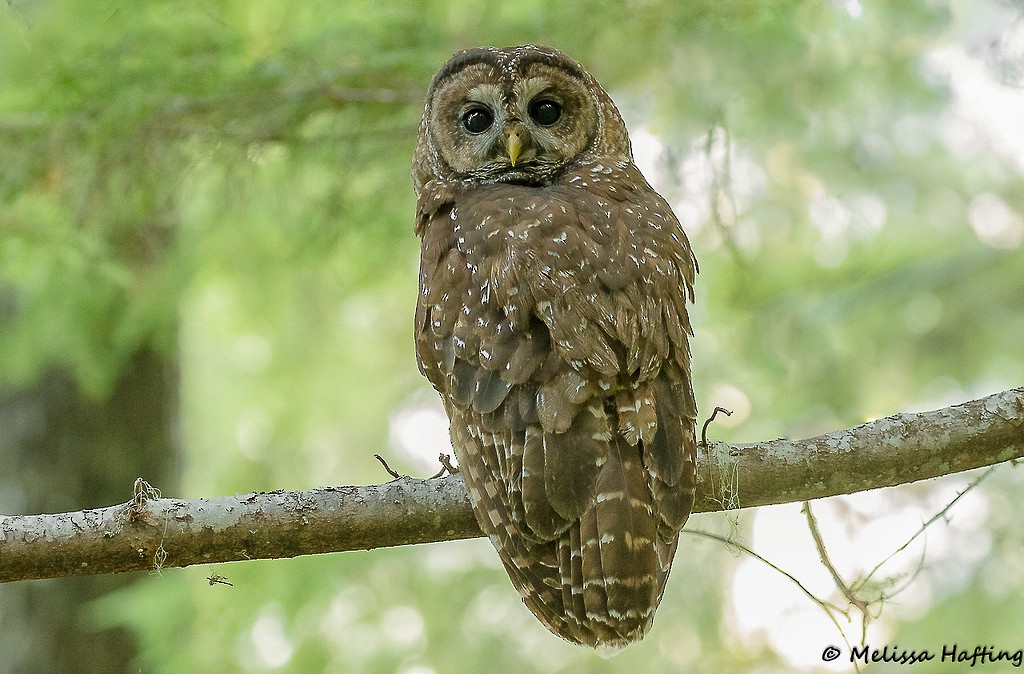 Spotted Owl - ML117474121