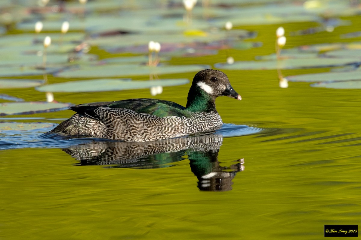 Green Pygmy-Goose - David Irving