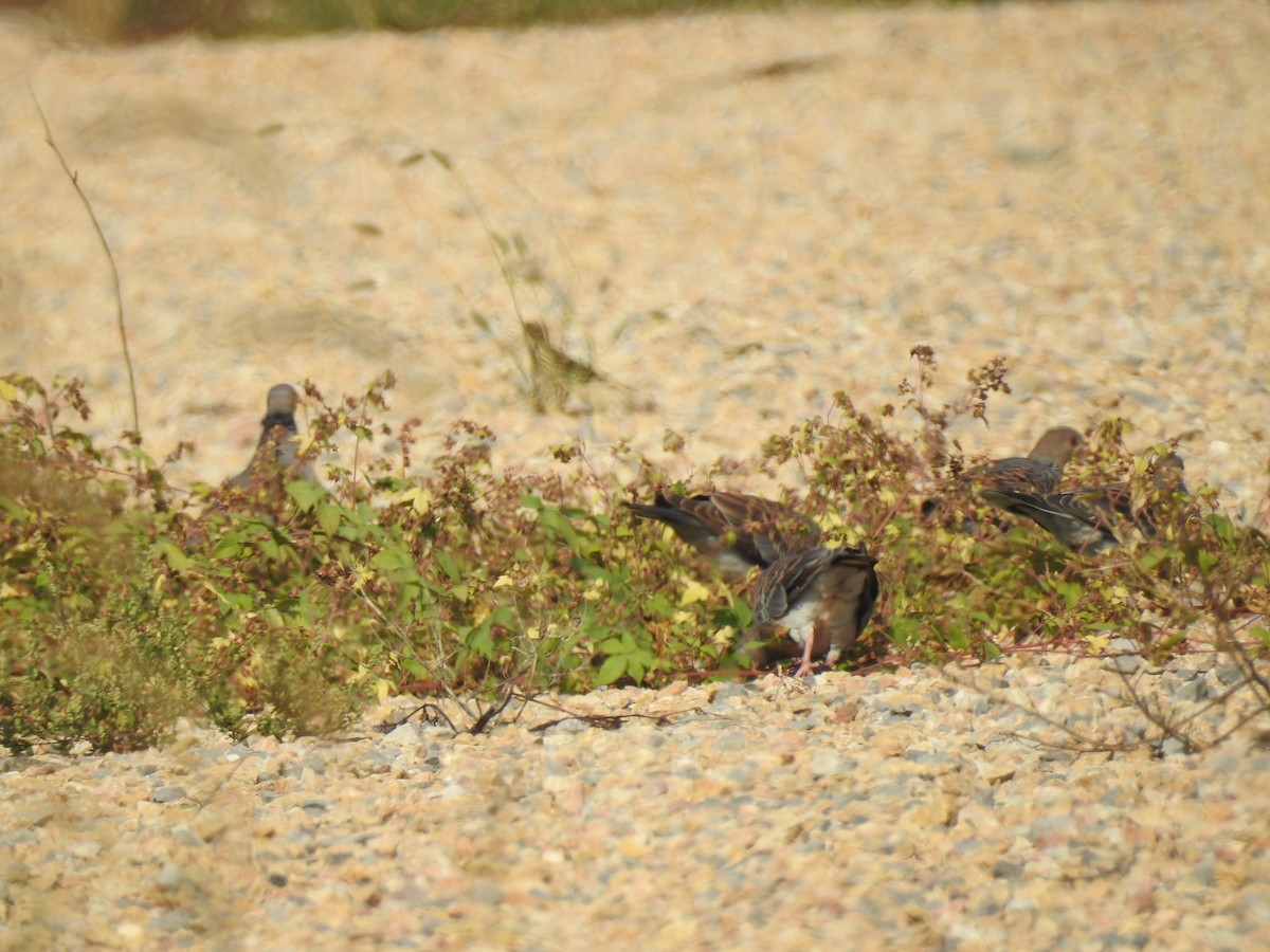 Oriental Turtle-Dove - Scott Young