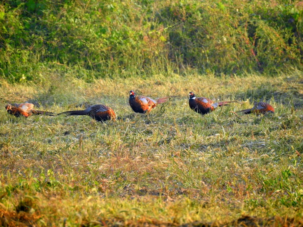 Ring-necked Pheasant - ML117477141