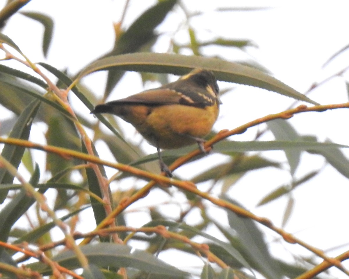 Yellow-bellied Tit - ML117477161