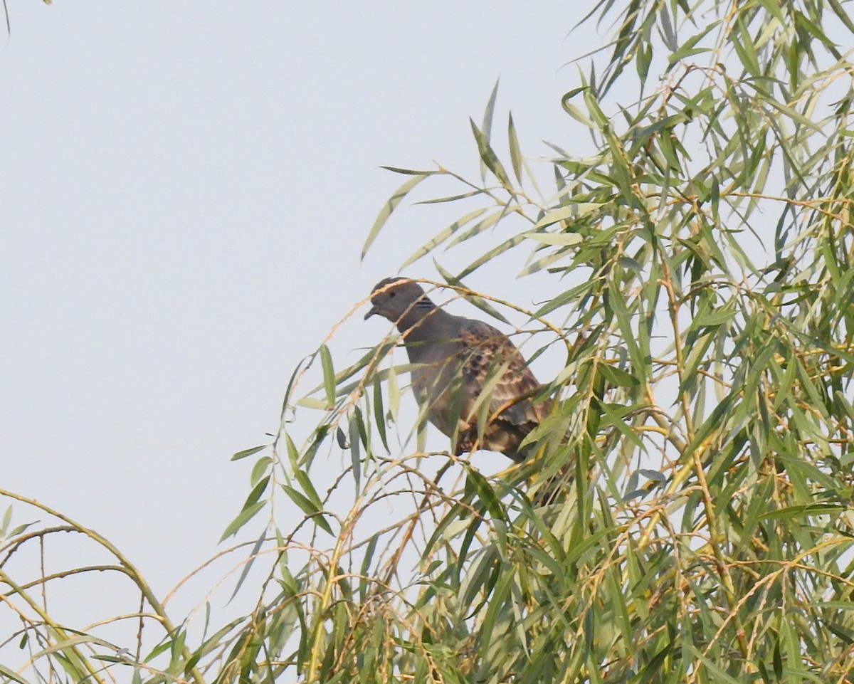 Oriental Turtle-Dove - Scott Young