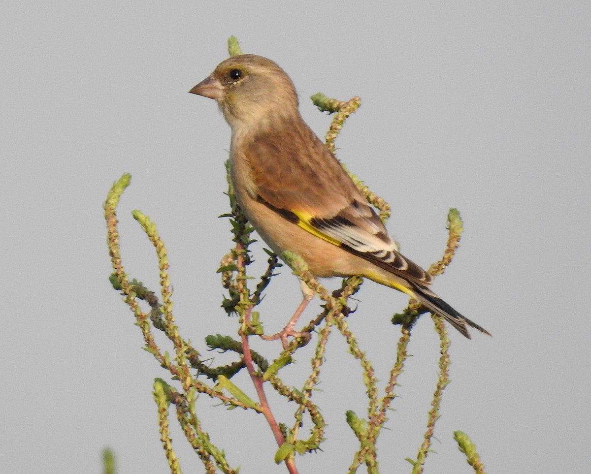 Oriental Greenfinch - ML117477271