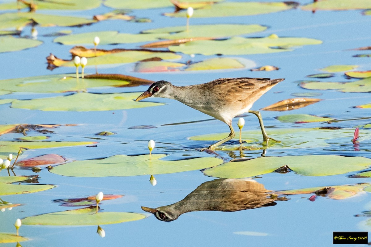 White-browed Crake - David Irving