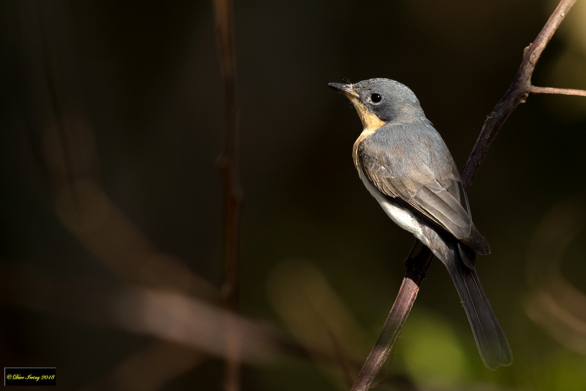 Leaden Flycatcher - ML117477921