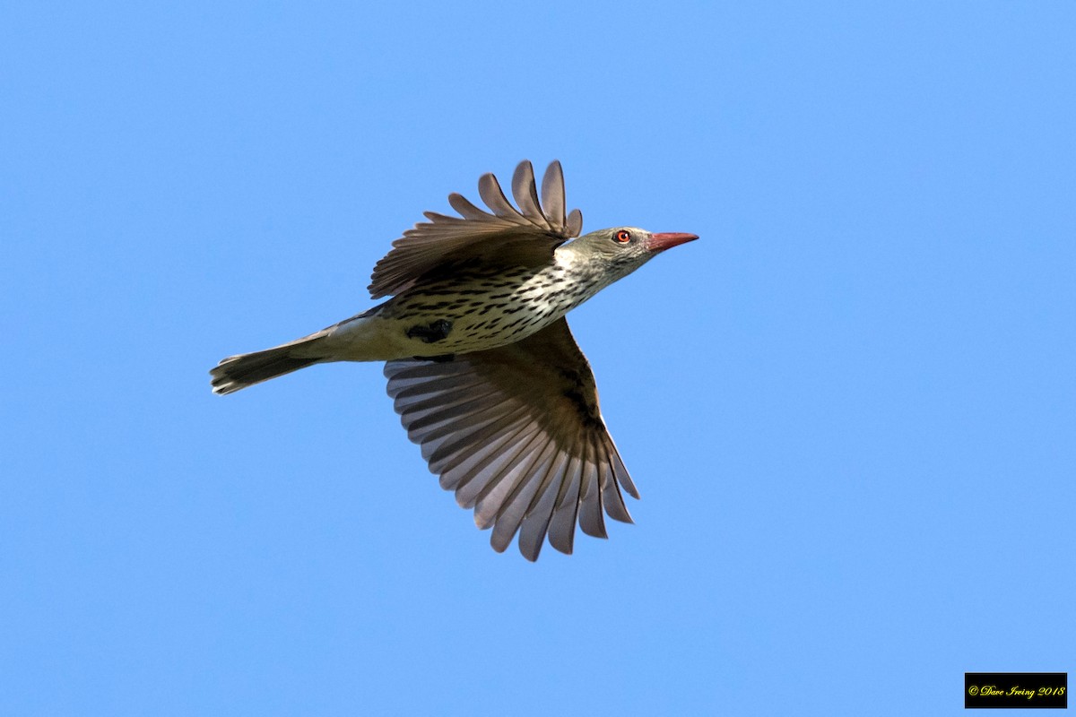 Olive-backed Oriole - ML117478161