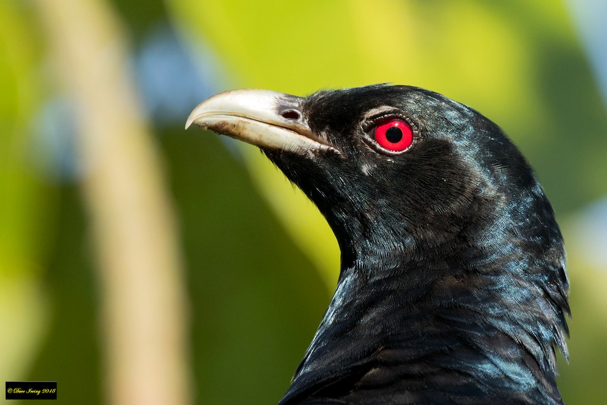 Pacific Koel - ML117478271