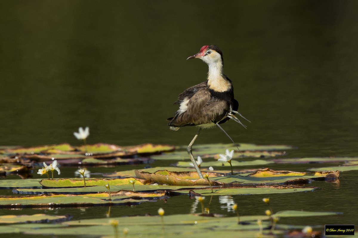 Comb-crested Jacana - ML117478641