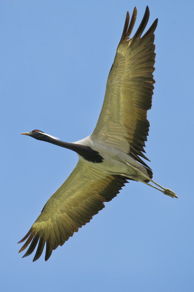 Demoiselle Crane - ML117481041