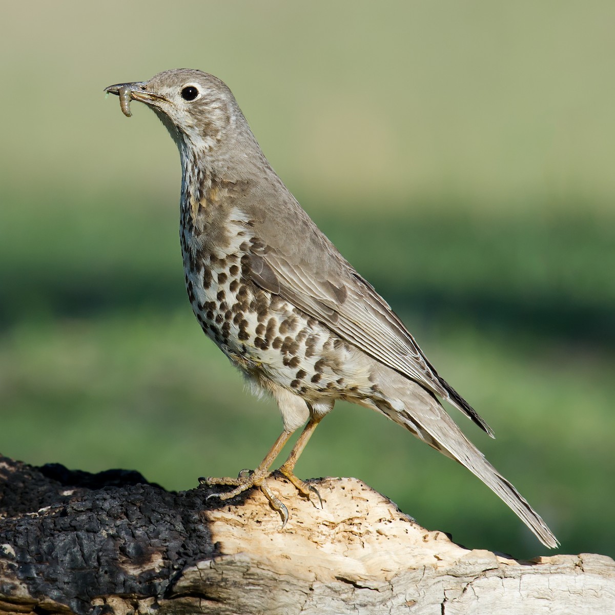 Mistle Thrush - ML117481511