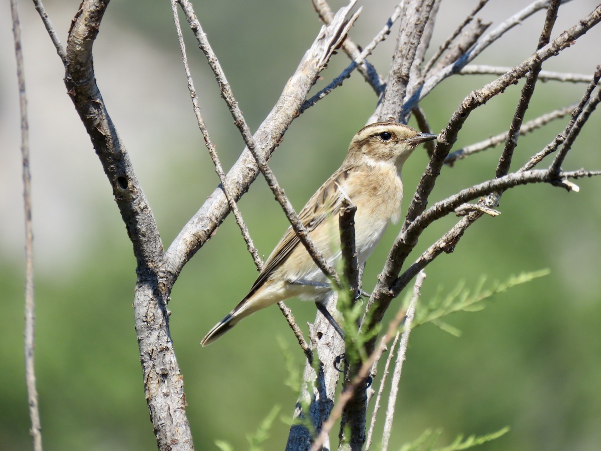 Whinchat - ML117481631
