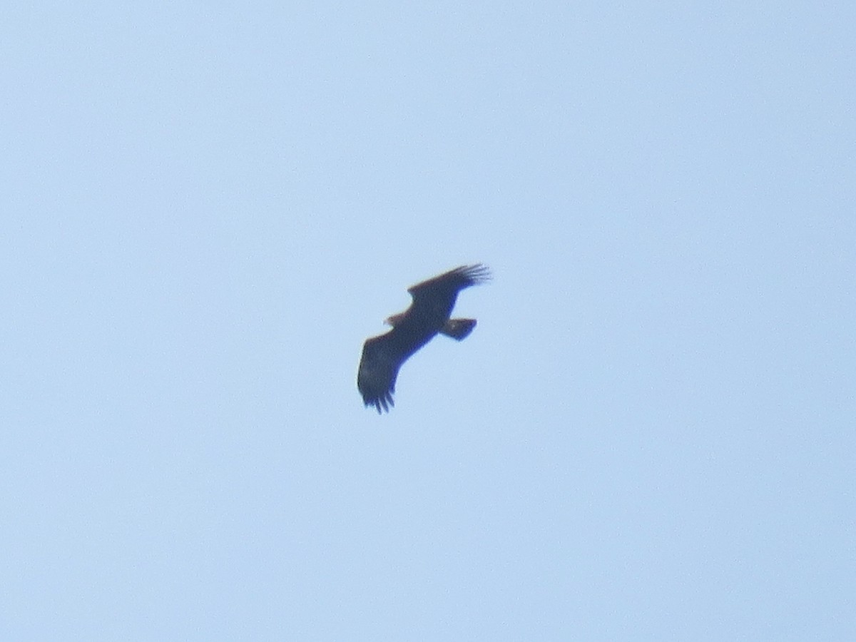 Lesser Spotted Eagle - ML117482151