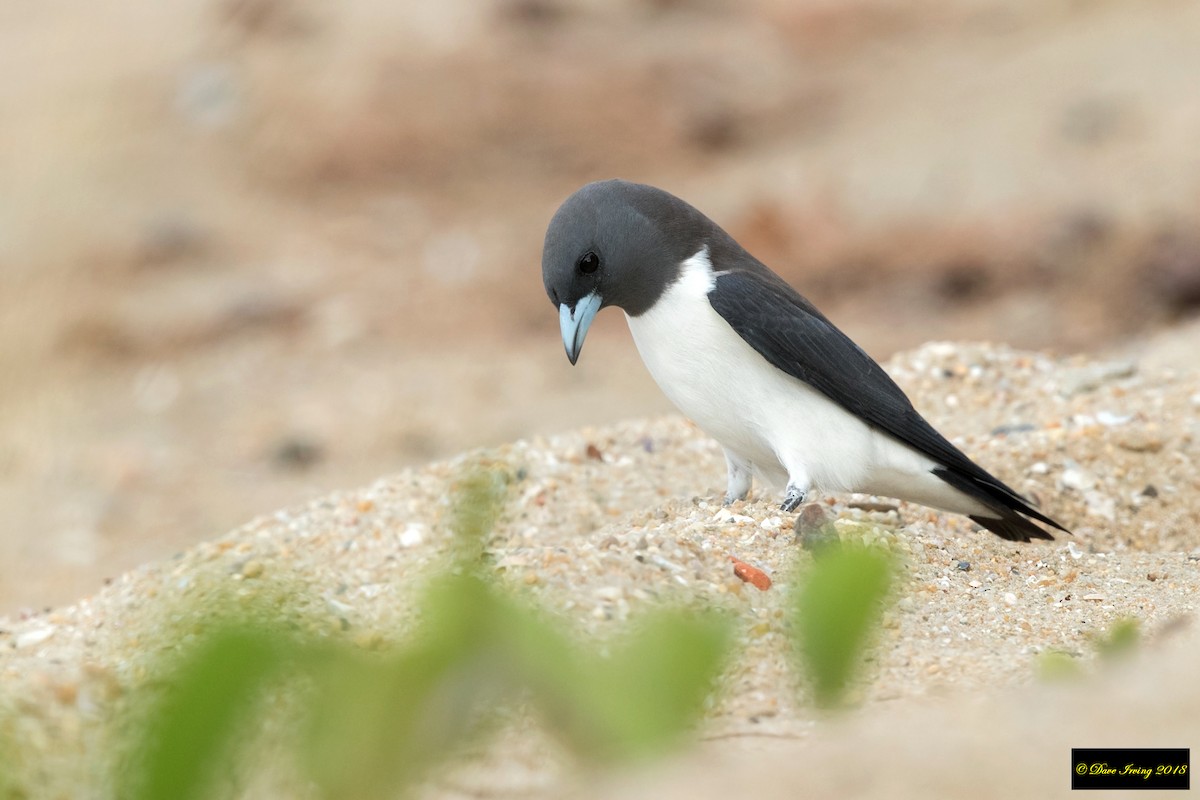 White-breasted Woodswallow - ML117482281