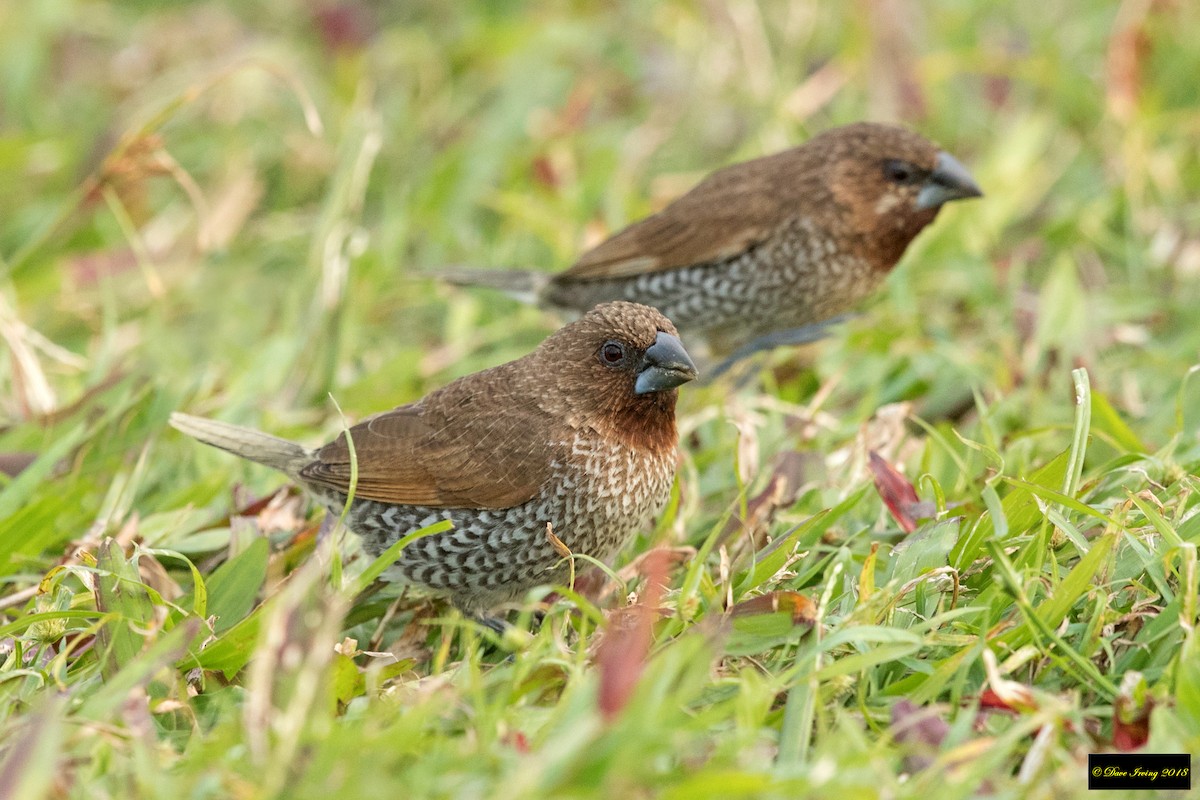 Scaly-breasted Munia - David Irving