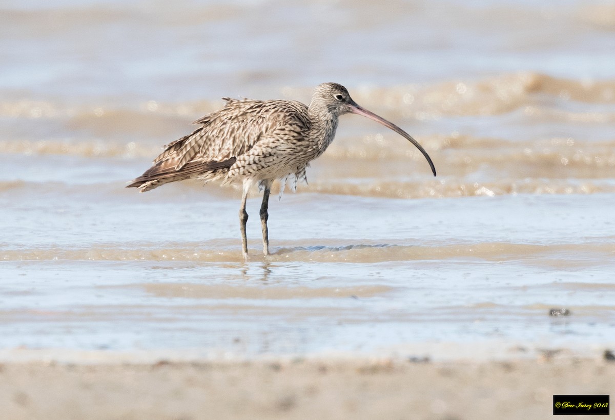 Far Eastern Curlew - David Irving