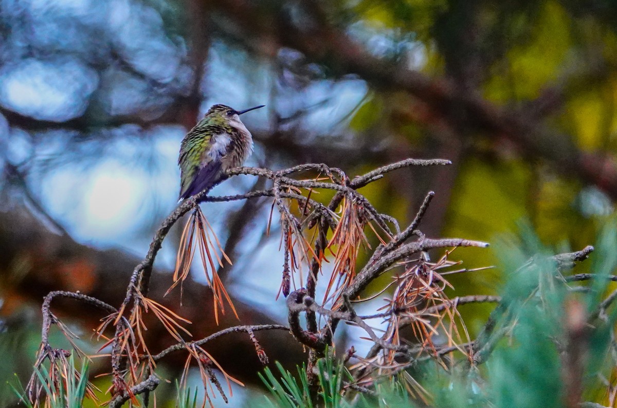 Ruby-throated Hummingbird - Gale VerHague