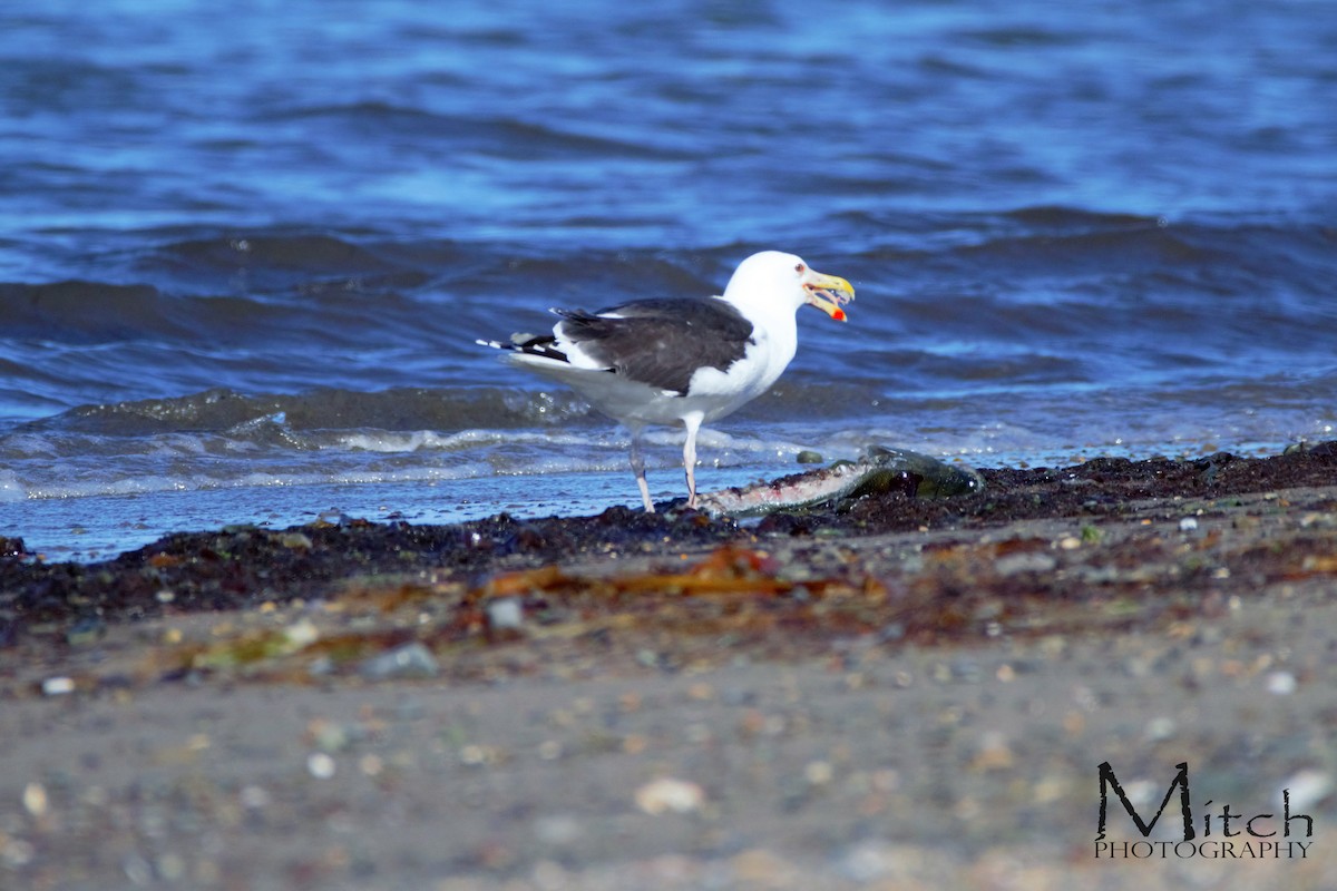 Great Black-backed Gull - ML117483551