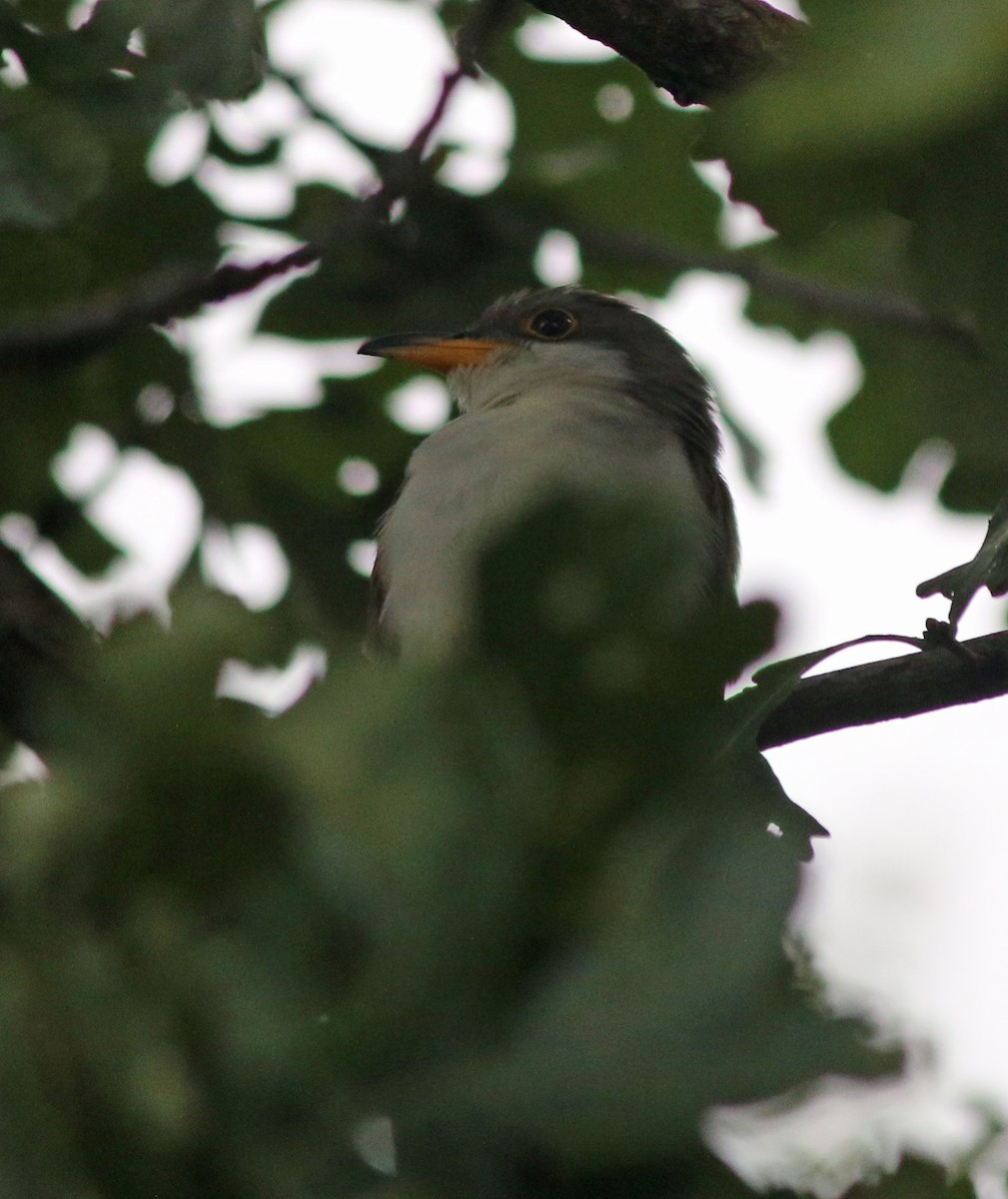 Yellow-billed Cuckoo - Andrew S. Aldrich