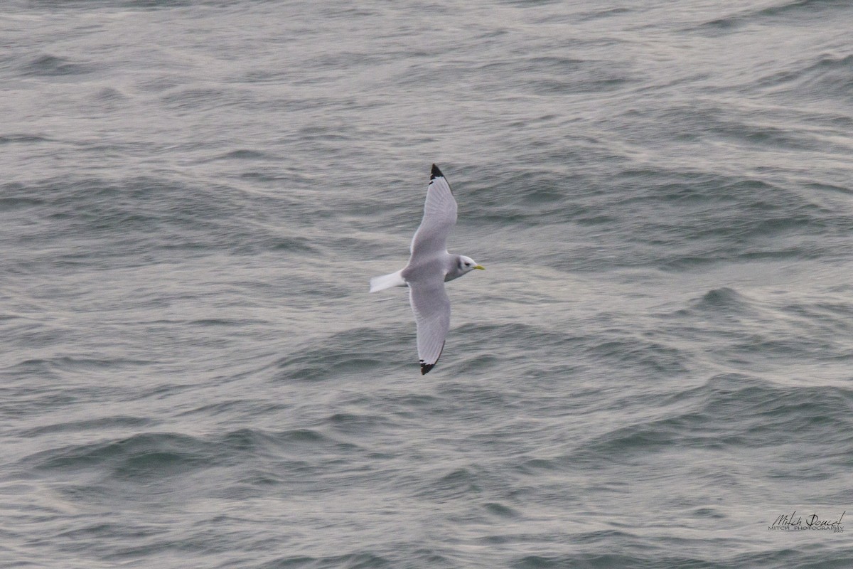 Black-legged Kittiwake - Mitch (Michel) Doucet