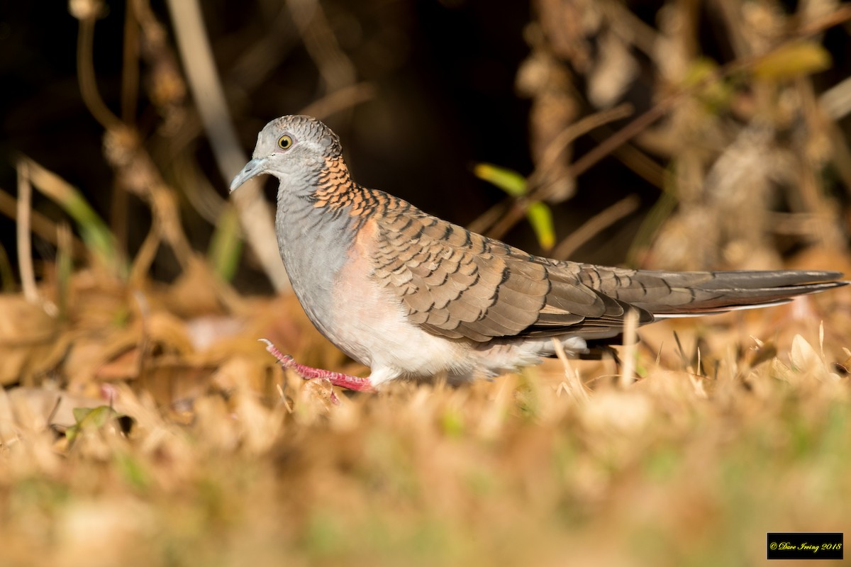 Bar-shouldered Dove - David Irving