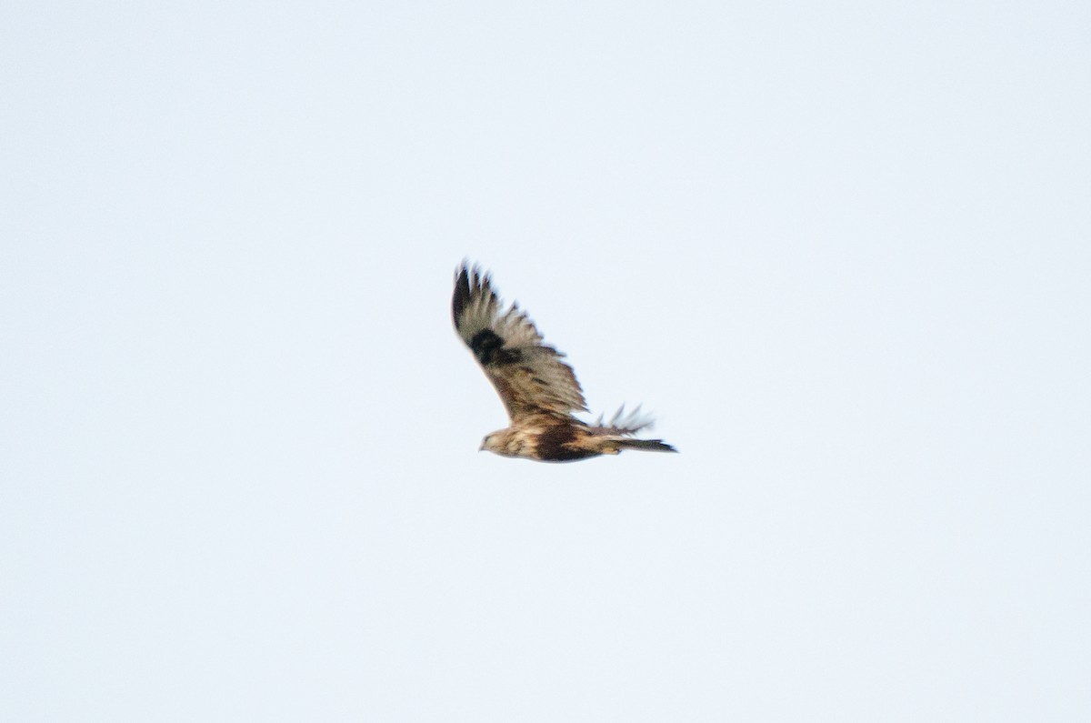 Rough-legged Hawk - ML117484531