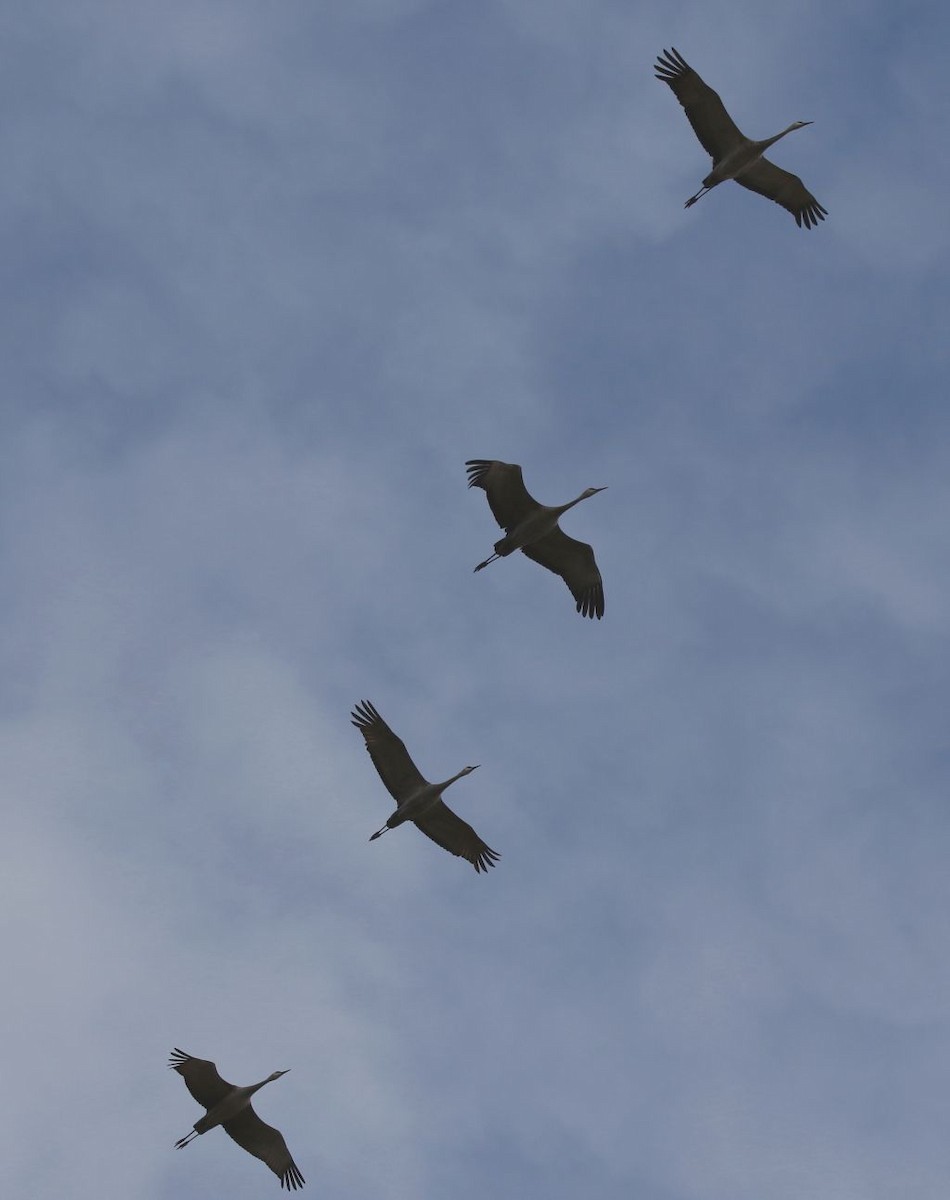 Sandhill Crane - ML117489231