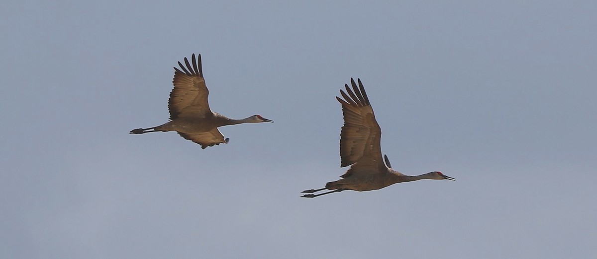 Sandhill Crane - ML117489251