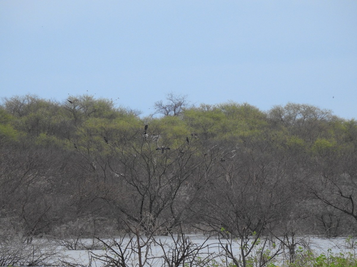 Oriental Darter - ML117489631