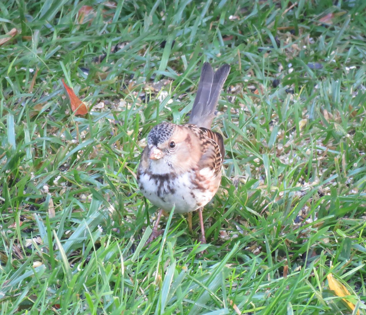 Harris's Sparrow - ML117490691