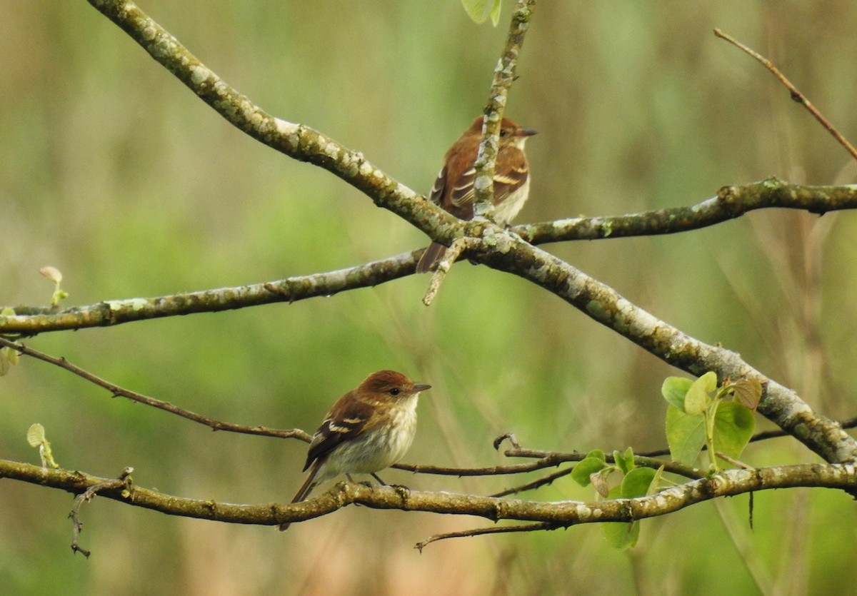 Bran-colored Flycatcher - ML117490851