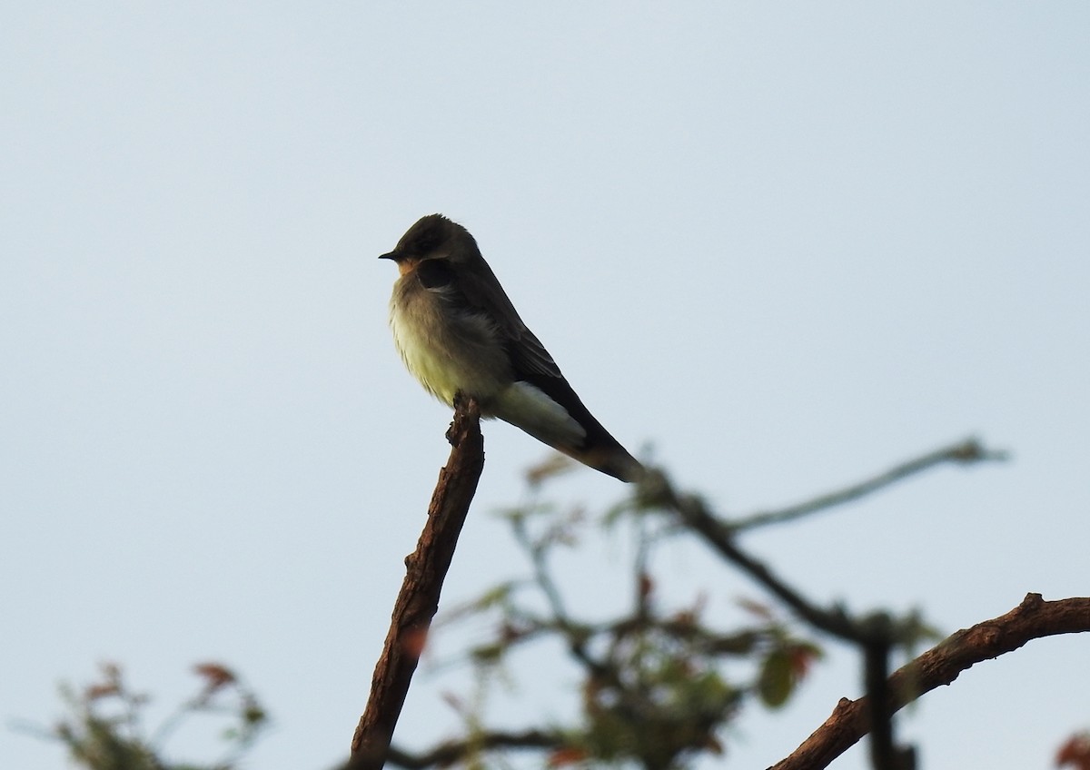 Southern Rough-winged Swallow - ML117490871