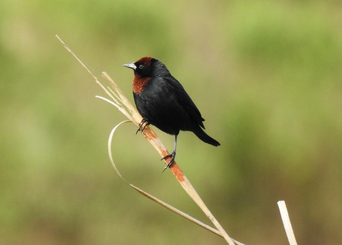 Chestnut-capped Blackbird - ML117490931