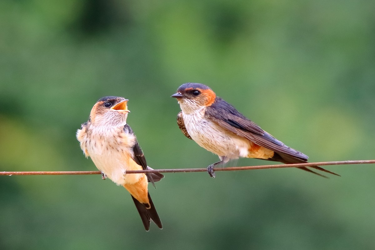 Eastern Red-rumped Swallow (Daurian) - Satish Sasi