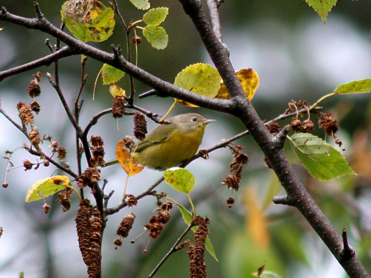 Nashville Warbler - ML117493501