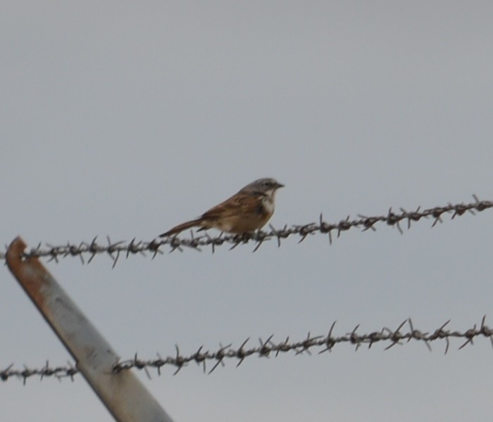 Sagebrush Sparrow - ML117493611