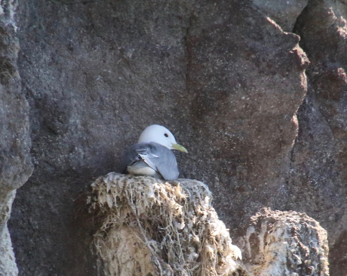 racek tříprstý - ML117493681