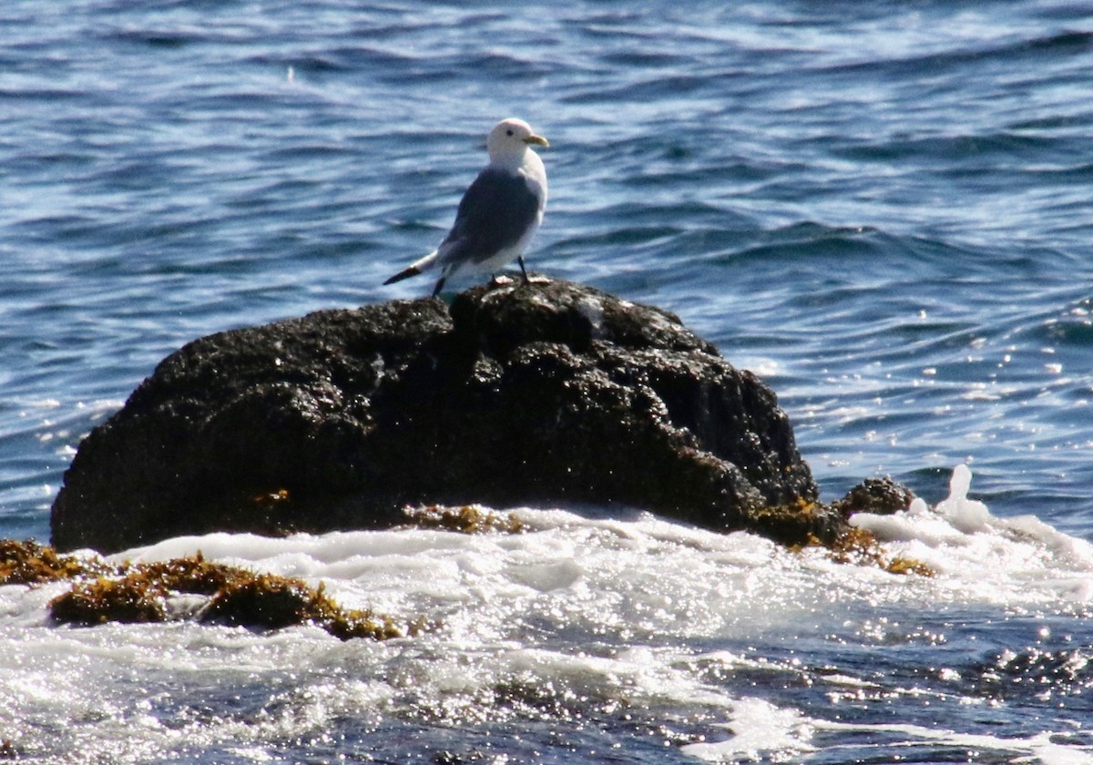 racek tříprstý - ML117493701