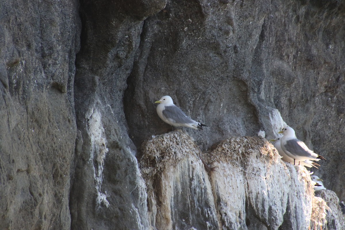 racek tříprstý - ML117493721