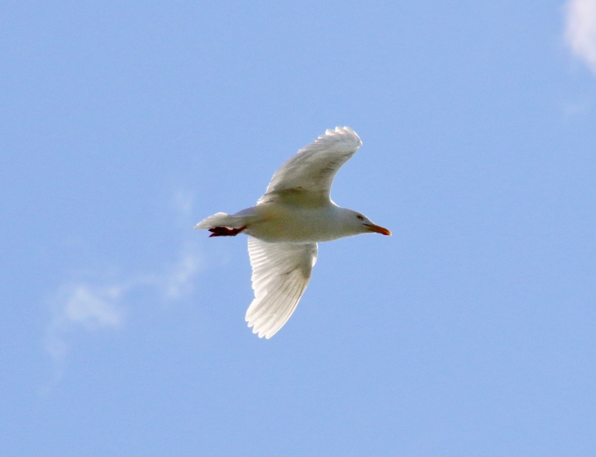 racek šedý - ML117493741