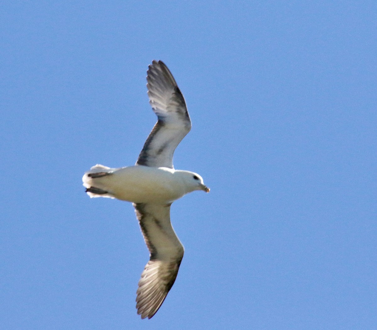 buřňák lední - ML117493971