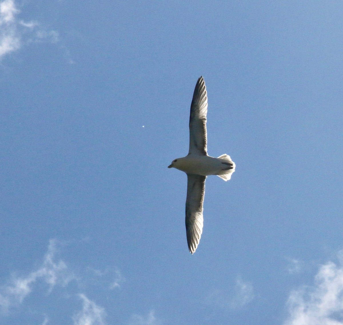 buřňák lední - ML117493991