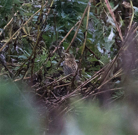 Sedge Warbler - ML117494041