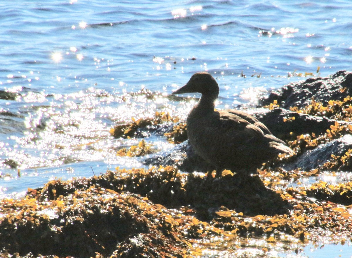 kajka mořská - ML117495191