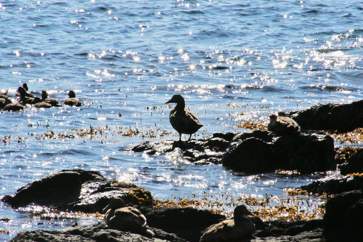 kajka mořská - ML117495201